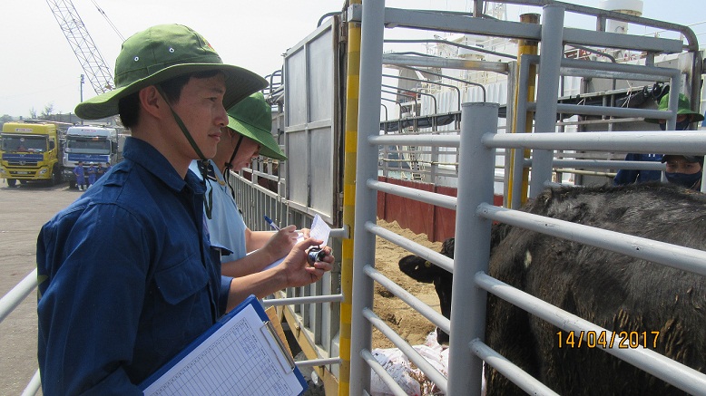 Cận cảnh đàn bò sữa chất lượng cao lớn nhất từ Mỹ “nhập cảnh” về Việt Nam