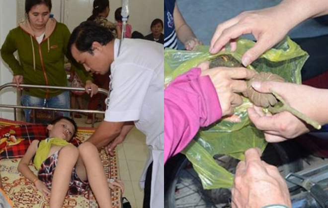 Tưởng quả ngô đồng là quả óc chó, 50 học sinh ở Nghệ An bị ngộ độc