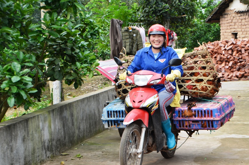 Trở thành triệu phú nhờ nuôi gà