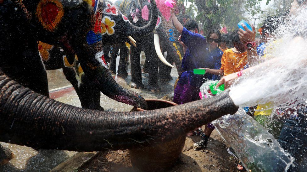 Các chú voi cũng tham gia lễ hội té nước.