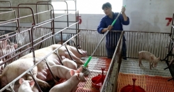 Dịch tả lợn Châu phi tiếp tục lây lan phức tạp trên địa bàn Hà Nội