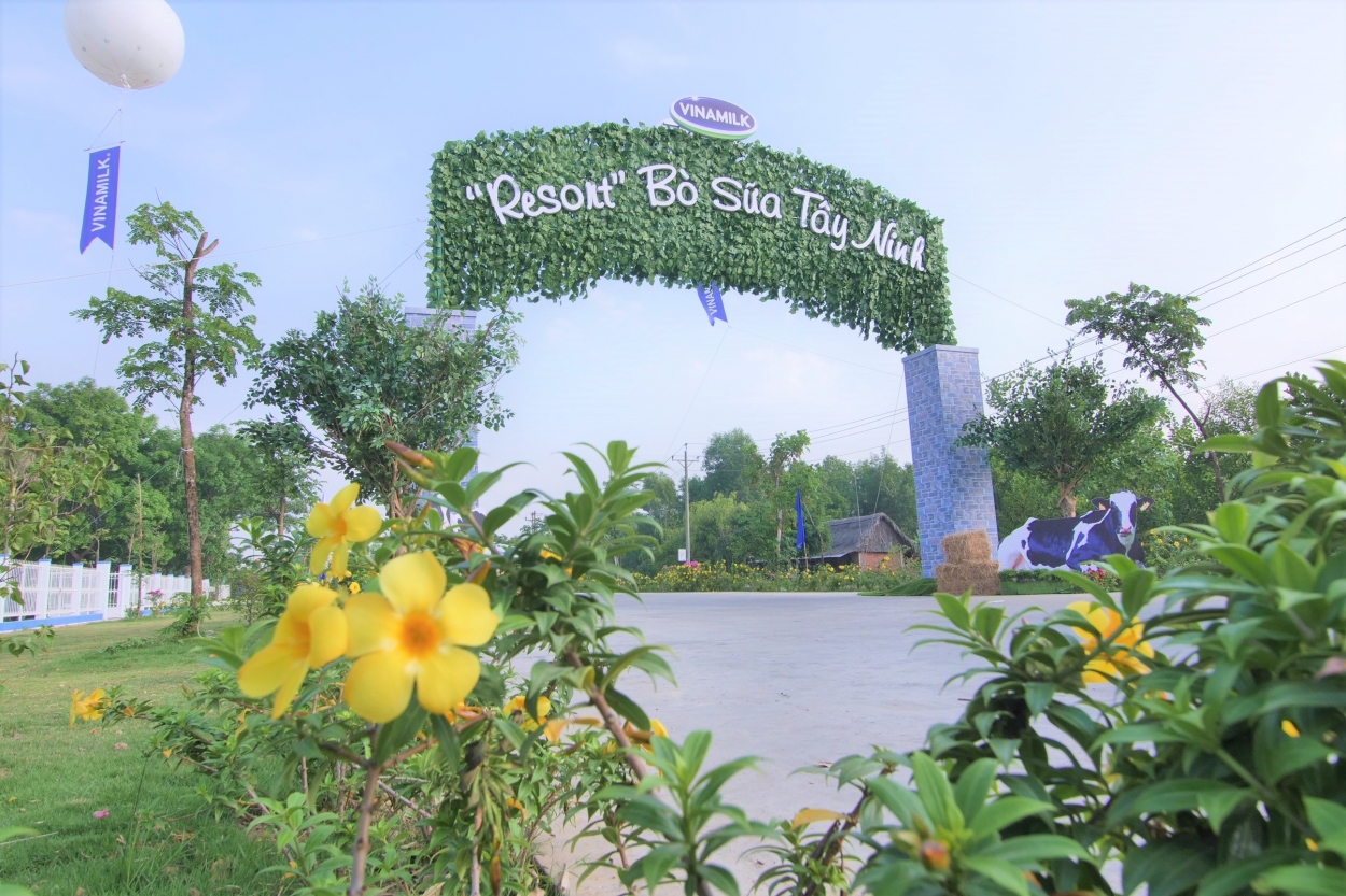 Resort Bò Sữa Vinamilk Tây Ninh – “Resort” lý tưởng cho những cô bò hạnh phúc