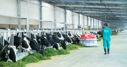 Người tiêu dùng hưởng lợi từ những "resort" bò sữa chuẩn global G.A.P của Vinamilk