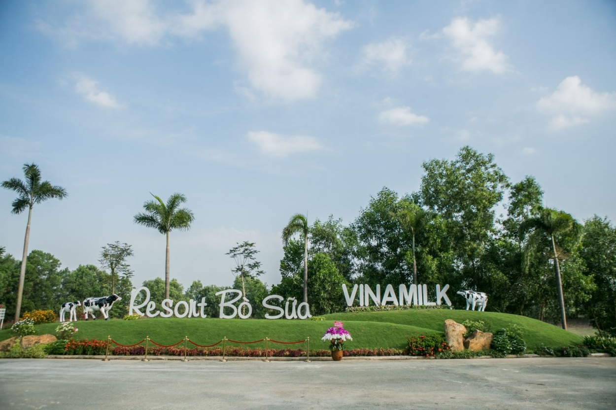 Resort Bò Sữa Vinamilk Tây Ninh – “Resort” lý tưởng cho những cô bò hạnh phúc.