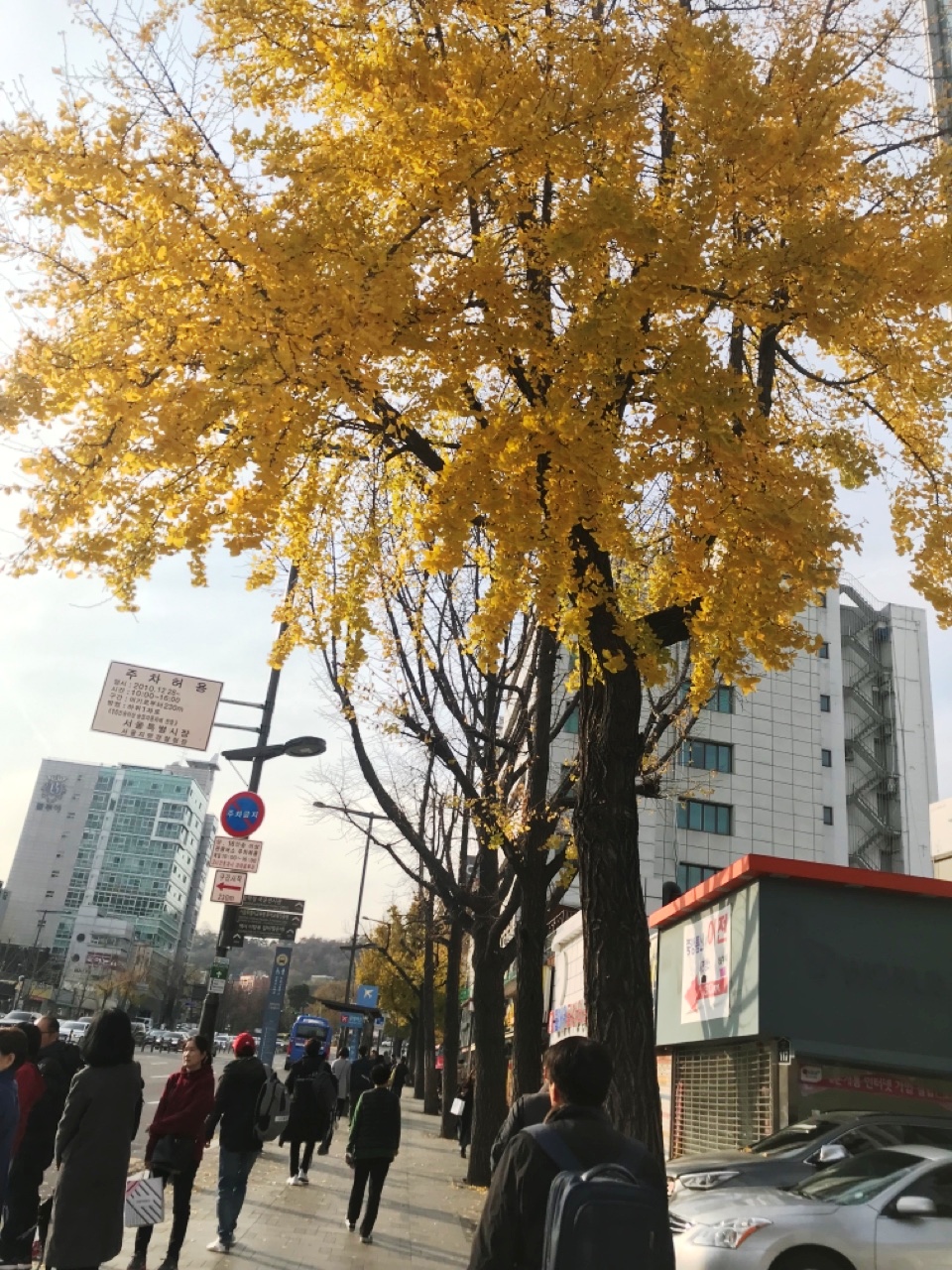 Hình ảnh hàng cây ngân hạnh lá vàng trong chuyến đi du lịch Hàn Quốc của bạn trẻ Quỳnh Trang