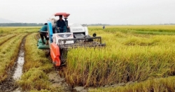 Nghệ An: Củng cố và nâng cao chất lượng huyện Nông thôn mới tại Yên Thành