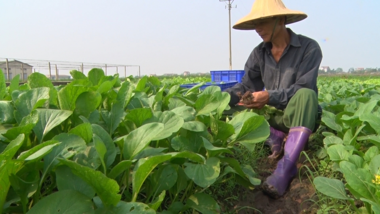 Mô hình trồng rau an toàn ở xã Chu Minh (Ba Vì) đem lại hiệu quả kinh tế cao cho người dân địa phương