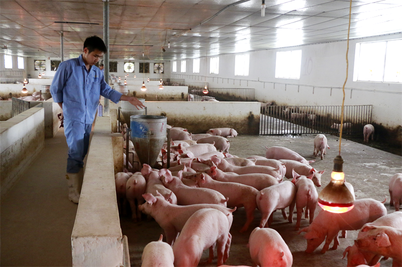 Hà Nội phấn đấu tổng đàn lợn thương phẩm đạt khoảng 1,8 triệu con trong năm 2020