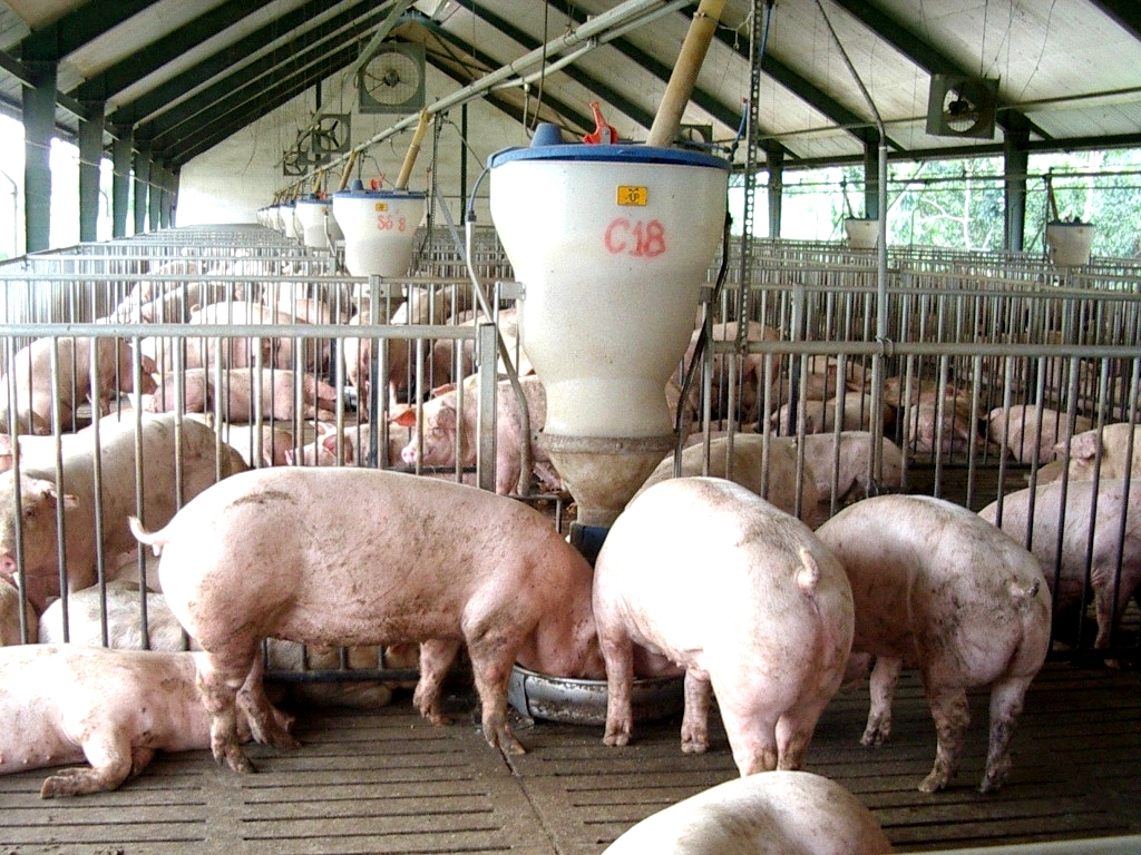 Hà Nội vừa lên kế hoạch thực hiện nhiều giải pháp phát triển đàn lợn để cung cấp thực phẩm cho thị trường trong bối cảnh dịch Covid-19 và dịch tả lợn châu Phi diễn biến phức tạp