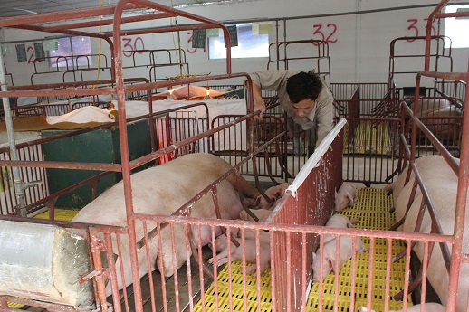 Hà Nội bàn giải pháp nâng cao năng suất, hiệu quả chăn nuôi lợn