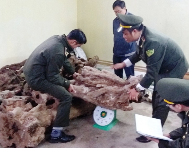 Tập trung xử lý dứt điểm việc khai thác trái phép cây hương giáng