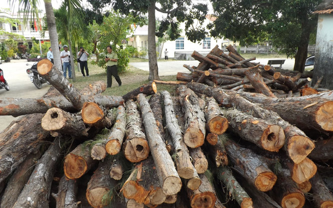 Xử lý dứt điểm tình trạng phá rừng tại Phú Yên
