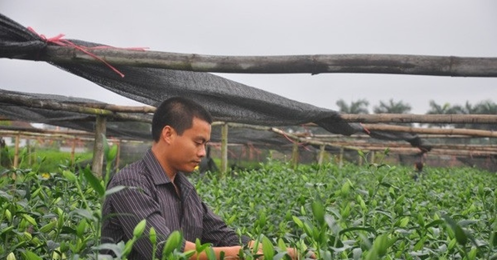 Thu tiền tỷ mỗi năm nhờ khởi nghiệp với hoa ly