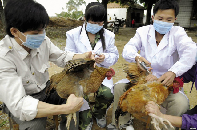 Virus cúm A/H7N9 độc lực cao có khả năng lây truyền gấp 1.000 lần