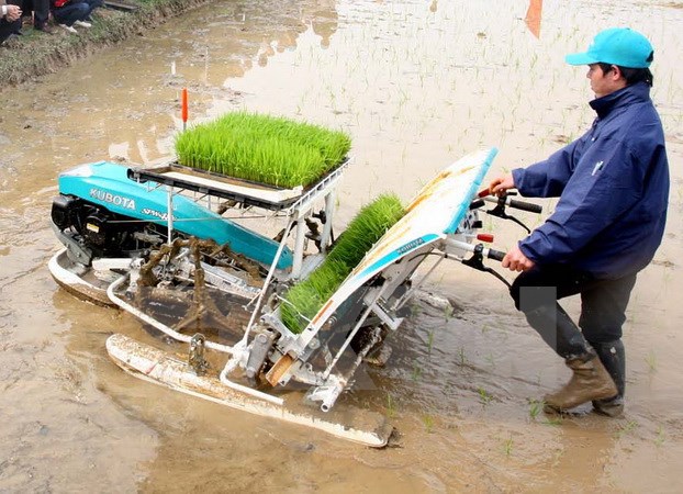 Hà Nội phấn đấu gieo trồng 118.780ha trong vụ Mùa 2017