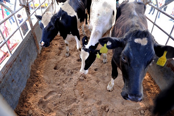 Vinamilk nhập hơn 2.000 con bò sữa cao sản từ Mỹ, tiếp tục khẳng định vị thế dẫn đầu ngành hàng sữa