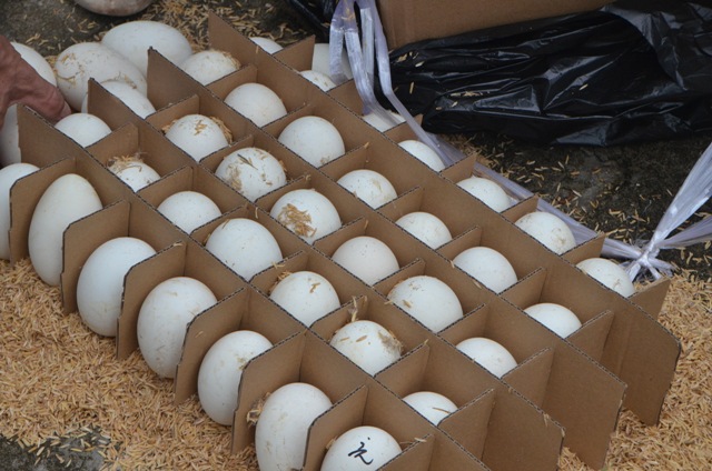 Móng Cái: Bắt vụ vận chuyển 4.200 quả trứng ngỗng từ Trung Quốc về Việt Nam