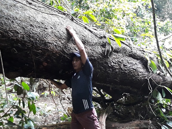 Rừng ở Vườn quốc gia Cúc Phương đang bị xâm hại