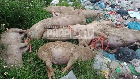 Nam Định: Rùng mình khi tiêu hủy lợn