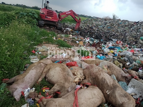 Những con lợn đang chuẩn bị được chôn lấp ở bãi rác bởi bàn tay của người thợ lái máy xúc