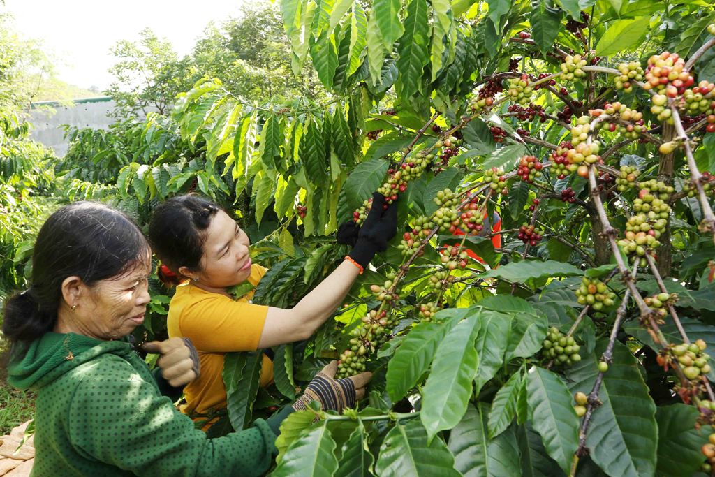 Nông dân tham gia dự án Nescafé Plan đang thu hoạch tại vườn mẫu tại xã Nhân Cơ, tỉnh Gia Lai.