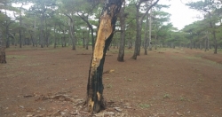 Gia Lai: Phát hiện thêm nhiều cánh rừng thông bị “bức tử"