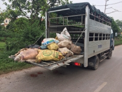 Bắc Giang: Phát hiện vụ đổ trộm 300kg xác động vật hôi thối ra môi trường