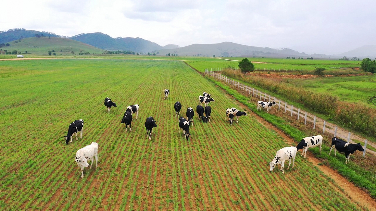 Với thổ nhưỡng, địa hình, khí hậu cùng cao nguyên tương tự như New Zealand, các trang trại bò sữa ở Xiêng Khoảng rất lý tưởng cho việc chăn nuôi bò sữa Organic theo các tiêu chuẩn của châu Âu, Mỹ và Nhật Bản.