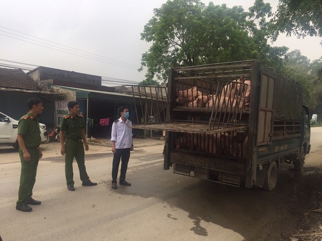 Hơn 2 tấn lợn bà Thêu mua tại chợ Bình Lục (Hà Nam) không có giấy tờ kiểm dịch.