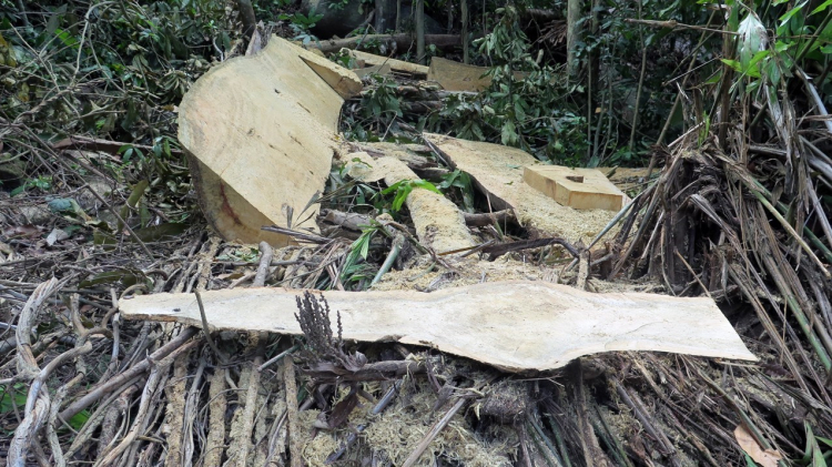Thủ tướng yêu cầu xử lý nghiêm hoạt động phá rừng tại Kon Tum