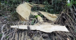 Thủ tướng yêu cầu xử lý nghiêm hoạt động phá rừng tại Kon Tum
