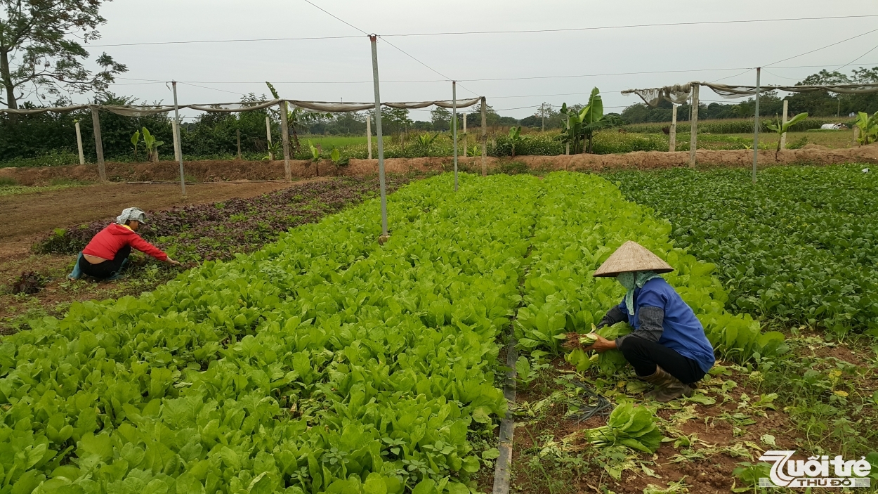 HTX Rau quả sạch Chúc Sơn được đánh giá là hệ thống sản phẩm OCOP tiêu biểu của ngành nông nghiệp Thủ đô