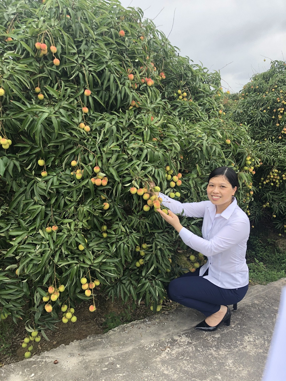 Phó Chủ tịch Thường trực UBND huyện Thanh Hà, Hoàng Thị Thúy Hà cho biết, huyện sẽ đẩy mạnh quảng bá thương hiệu, tìm đầu ra cho vải thiều Thanh Hà