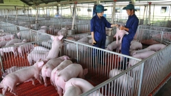 Tái đàn trong chăn nuôi lợn: Thận trọng để tránh rủi ro