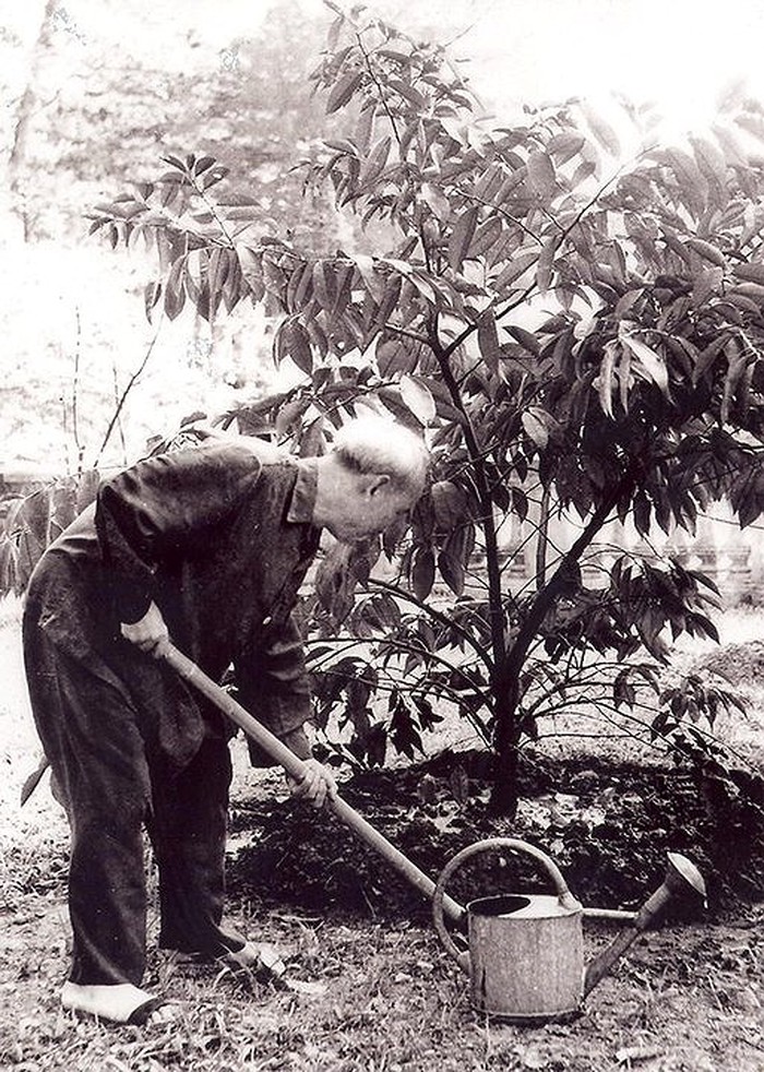 Không chỉ yêu thiên nhiên, Bác còn tự tay trồng và chăm sóc cây trong vườn