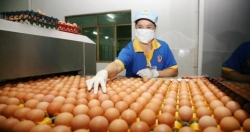 Xây dựng thương hiệu sản phẩm OCOP trứng gà siêu sạch Ba Huân