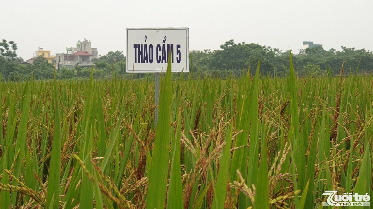 Hiện nay, hợp tác xã có 113 thành viên, canh tác trên diện tích 30ha vùng chuyên lúa hữu cơ và 50ha vùng đệm