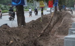 Hà Nội: Xử lý nghiêm vi phạm làm ảnh hưởng đến cây xanh trong quá trình thi công hè đường