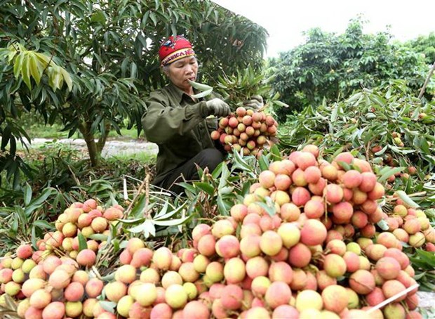 Thúc đẩy tiêu thụ hàng hóa nông sản sang thị trường Trung Quốc