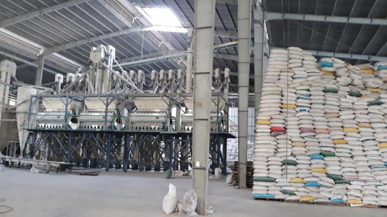 Góc khuất trong thu mua lúa gạo dự trữ quốc gia