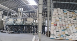 Góc khuất trong thu mua lúa gạo dự trữ quốc gia