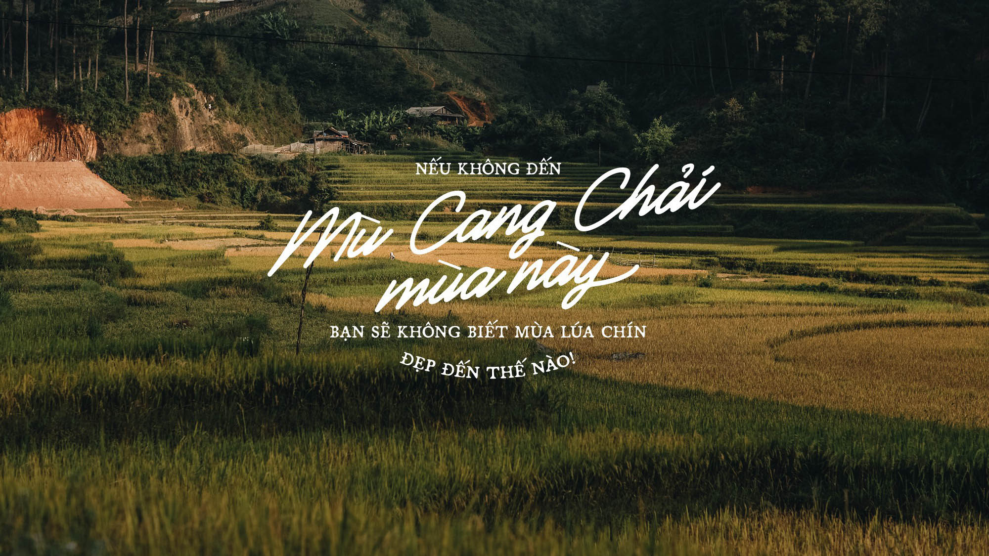 Nếu không đến Mù Cang Chải lúc này – bạn sẽ không biết mùa lúa chín đẹp đến thế nào!