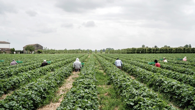 Nông dân Italy thu hoạch dâu tây (Ảnh: New York Times)