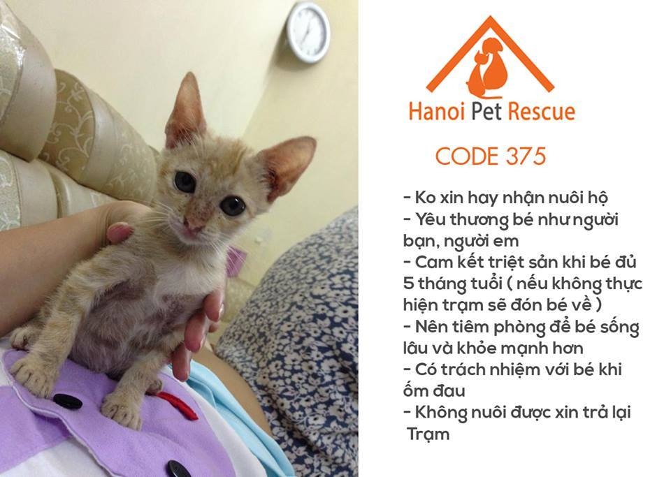 Trạm cứu hộ chó mèo của nhóm bạn trẻ 9X