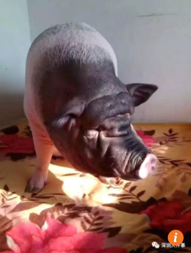 Bị buộc chuyển nhà 6 lần vì… nuôi lợn 150kg làm thú cưng