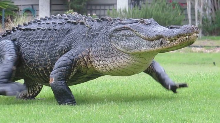 Cá sấu khổng lồ…đi dạo trong sân golf