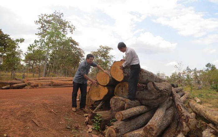 Thủ tướng yêu cầu điều tra, xử lý nghiêm các đối tượng phá rừng tại Đắk Lắk
