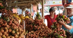 Tuần lễ vải thiều Lục Ngạn - Bắc Giang tại Hà Nội: Nơi tìm kiếm cơ hội giao thương
