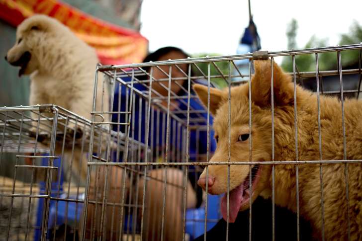 Bất chấp chỉ trích, lễ hội thịt chó Trung Quốc vẫn “khai màn” như thường lệ