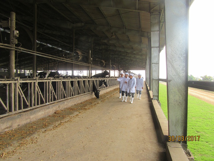 Doanh nghiệp đầu tiên chuyển đổi thành công 1.000 bò sữa Organic trên đồng đất Việt Nam
